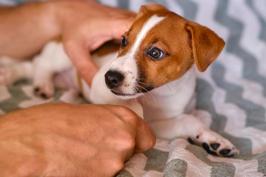 Small puppy in male hands. A beautiful and cute puppy of Jack Russell in his arms. Funny six weeks puppy.