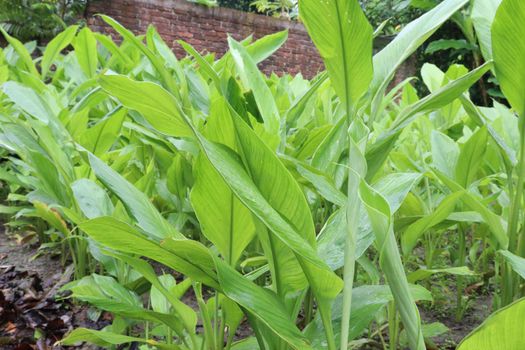 green colored turmeric tree farm for spice harvest