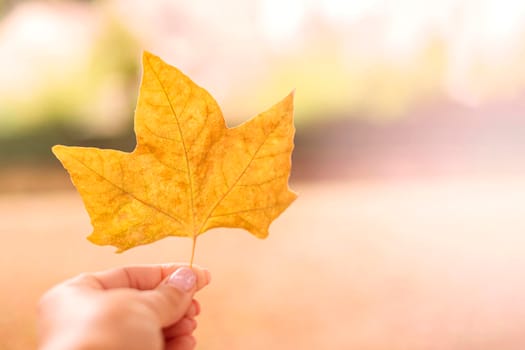Yellow maple leaf in hand with light blur background for your text, close up