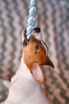 Crazy puppy of Jack Russel terrier playing and pulls chewing colourful toy cotton rope