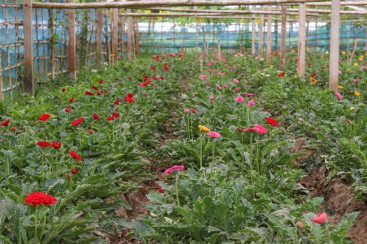 gerbera flower garden on farm for harvest