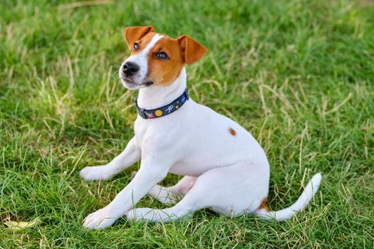 A smiling little puppy of a jack russel terrier in a beautiful green meadow is sitting. Cute dog and good friend.