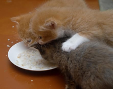 Three kittens eat food from a white plate.