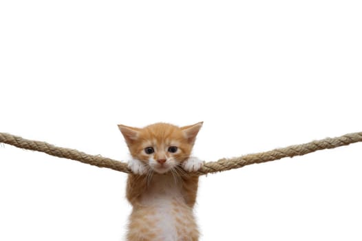 Ginger kitten hung on a rope on a white background.