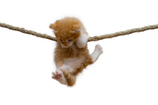 Ginger kitten hung on a rope on a white background.