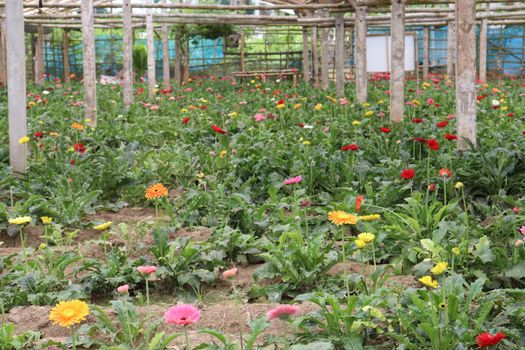 gerbera flower garden on farm for harvest