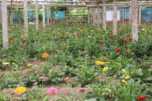 gerbera flower garden on farm for harvest