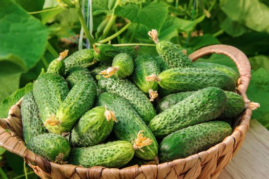 homemade cucumber cultivation and harvest. selective focus.