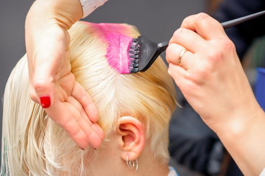 Applying pink dye with the brush on the white hair of a young blonde woman in a hairdresser salon