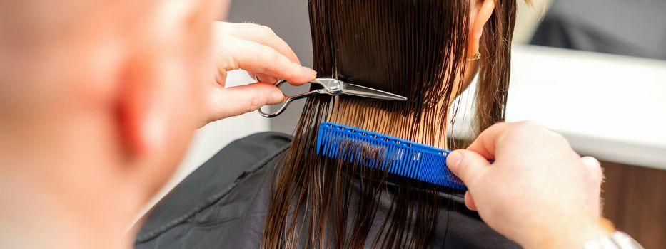 Haircut of long wet hair of young caucasian woman by a male hairdresser in a hairdresser salon, back view