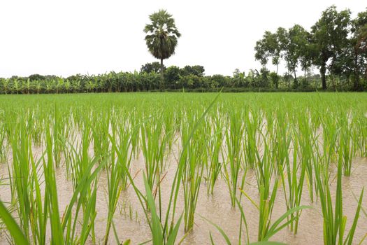 green colored paddy farm on field for harvest