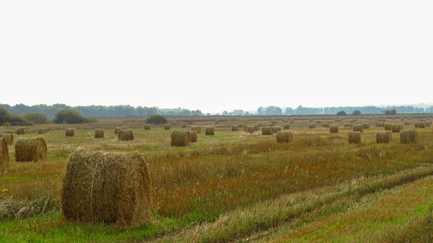 hay-roll on meadow against sunset background