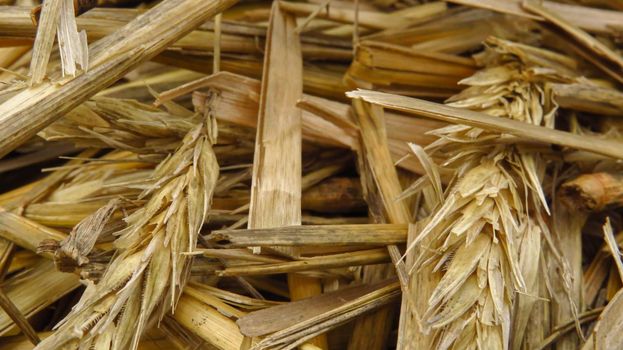 beautiful straw rye close-up in the field