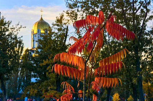 Autumn is one of the four temperate seasons. Outside the tropics, autumn marks the transition from summer to winter. Autumn branch with bright red leaves and a church with golden domes