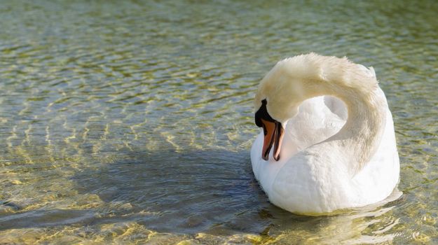 white swan swimming in the lake sunny day