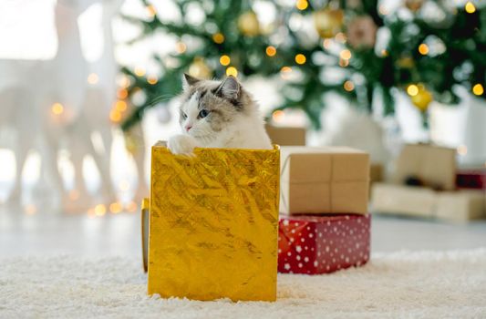 Ragdoll cat in Christmas time sitting inside gift box in room with decorated tree. Purebred feline pet in New Year celebration