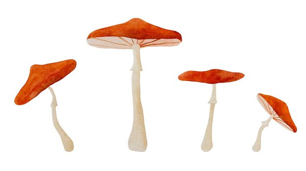 Mushrooms watercolor illustration. Fall forest boletus amanitas in aquarelle design