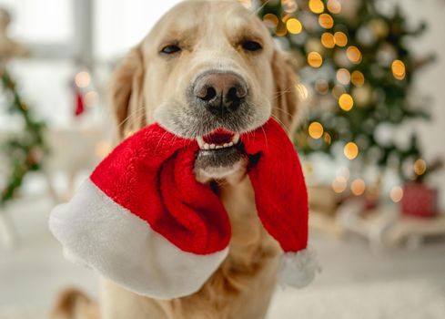 Golden retriever dog holding Santa hat in its mouth in Christmas time in decorated room with Xmas festive tree. Doggy pet in New Year holidays home with lights