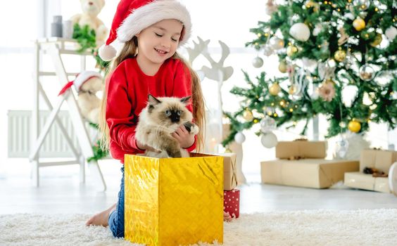 Child girl get ragdoll cat out from gift box in Christmas time and smiling. Pretty kid wearing Santa hat with domestic pet at home in New Year holidays