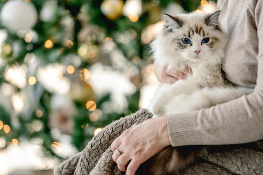 Girl with ragdoll cat in Christmas time in room with decorated tree and lights on blurred background. Young woman with domestic pet at home in New Year holidays