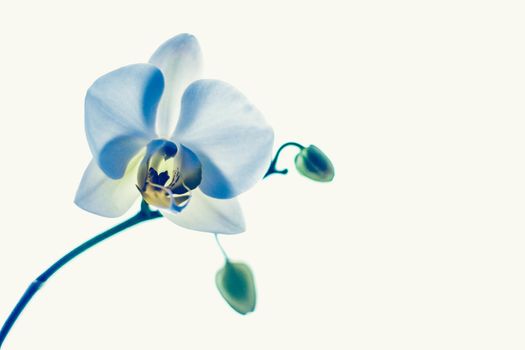 Blooming flowers, botanical design and nature beauty concept - Orchid flower in bloom, abstract floral art background