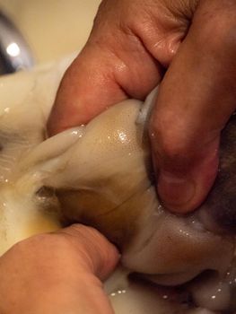cleaning a raw adriatic cuttlefish at home in Numana, Marche, Italy