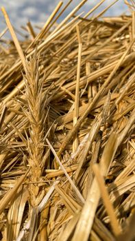 beautiful straw rye close-up in the field