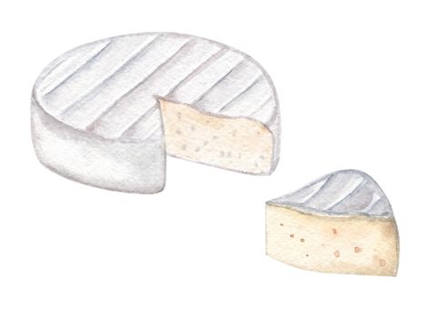 Watercolor camembert cheese pieces set isolated on white background. Hand drawn brie illustration