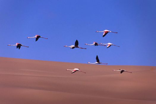greater flamingos (phoenicopterus ruber) sandwich harbour, namibia, africa
