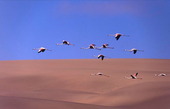 greater flamingos (phoenicopterus ruber) sandwich harbour, namibia, africa