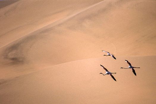 greater flamingos (phoenicopterus ruber) sandwich harbour, namibia, africa