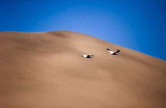 eastern withe pelican (pelacanus onocrotalus) sandwich harbour, namibia, africa