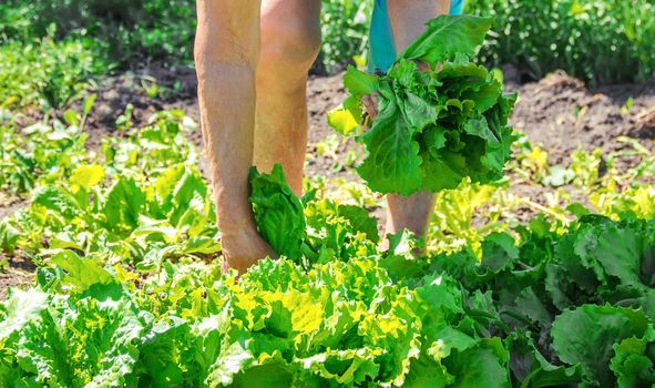 Fresh vegetables on a home bio farm. Organic products.