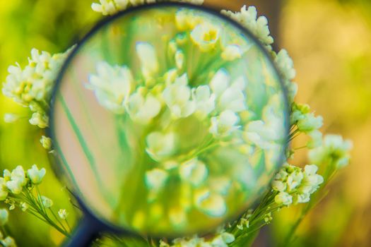 Plants under the magnifying glass. Increase. selective focus.