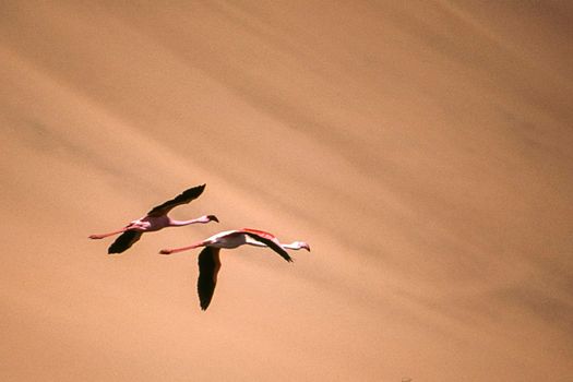 greater flamingos (phoenicopterus ruber) sandwich harbour, namibia, africa