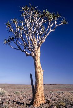 aloe or quiver tree, fish river canyon, karas, namibia, africa