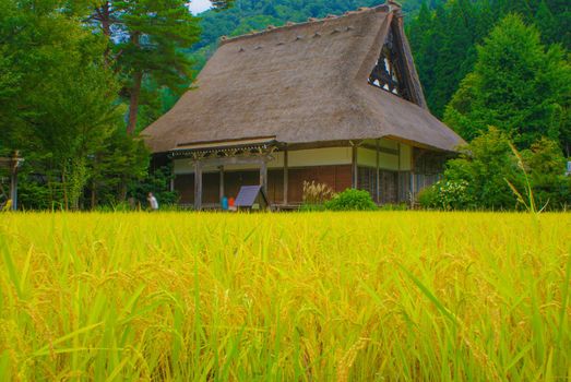 House of Horse roof and autumn paddy (Shirakawayo). Shooting Location: Gifu Prefecture