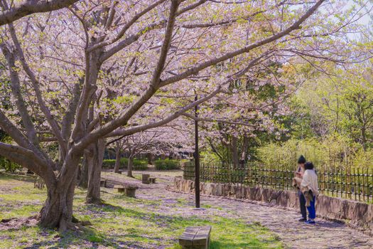 Cherry blossoms in Masanishi Rinkai Park in full bloom. Shooting Location: Tokyo metropolitan area