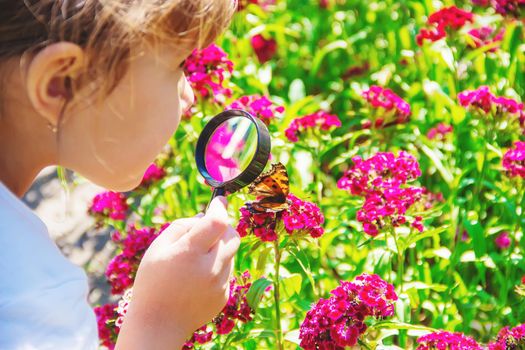 look in a magnifying glass butterfly sits on flowers. selective focus.