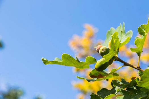 Oak tree, green color background, oak seed and leaves