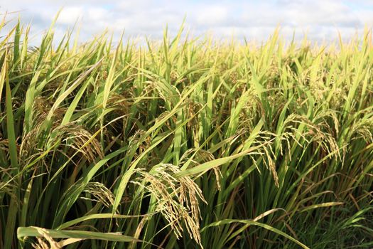 ripe paddy on tree in farm for harvest