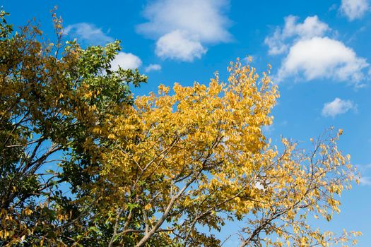 Autumn tree, colorful fall view, yellow leaves on the tree