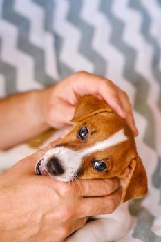 Small puppy in male hands. A beautiful and cute puppy of Jack Russell in his arms. Funny six weeks puppy.