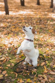 Funny jack russell terrier dog stands on its hind legs in autumn leaves. Pet training concept.