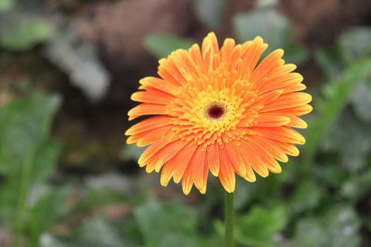 Orange colored gerbera flower farm for harvest