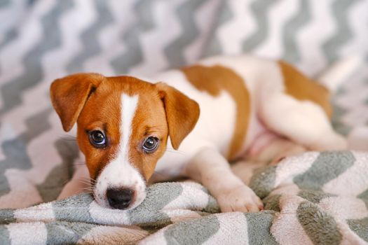 Cute Little Jack Russell Terrier puppies. Six weeks Puppy playing with toy at home