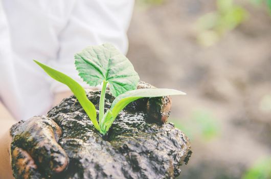 A child plants a plant in the garden. Selective focus. nature.