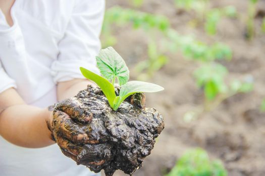 A child plants a plant in the garden. Selective focus. nature.