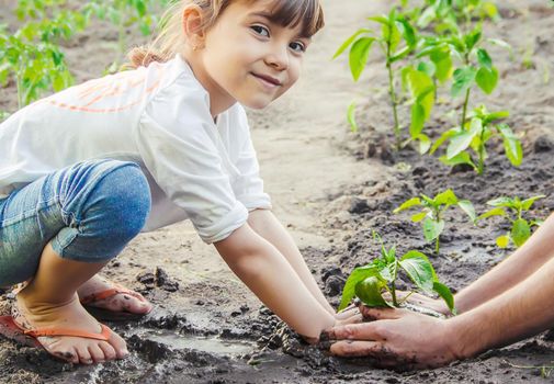 A child plants a plant in the garden. Selective focus.