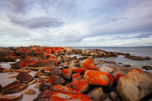 The lichen covered rocks at sunset in the Bay of Fires at Binalong Bay, Australia